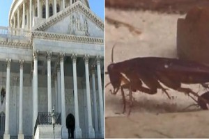 More Popular Than Congress: Cockroaches, Traffic, Root Canals