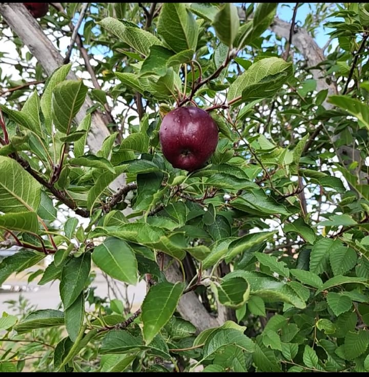 The Apple Tree