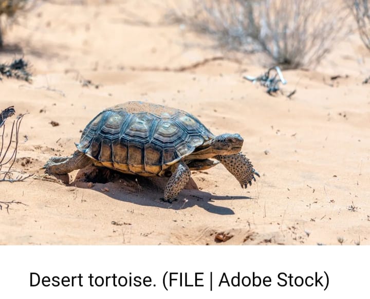 A solar project 38 miles west of Las Vegas was approved on Thursday (Jan. 16, 2015) despite environmental conflicts with the threatened Mojave desert tortoise.