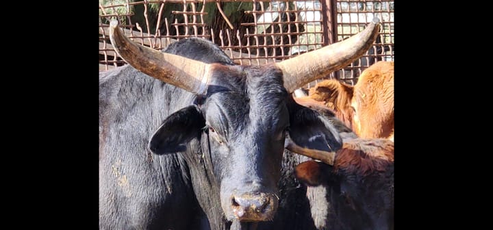 Cliven Bundy And His Cows