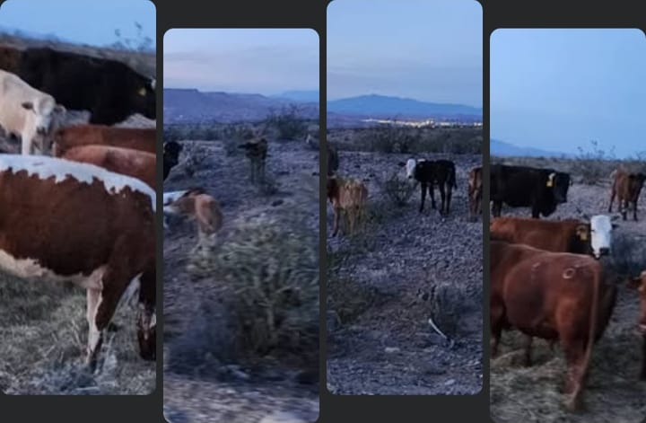 The Range War Reality ★ Why Removing Cattle From Southern Nevada Backfires