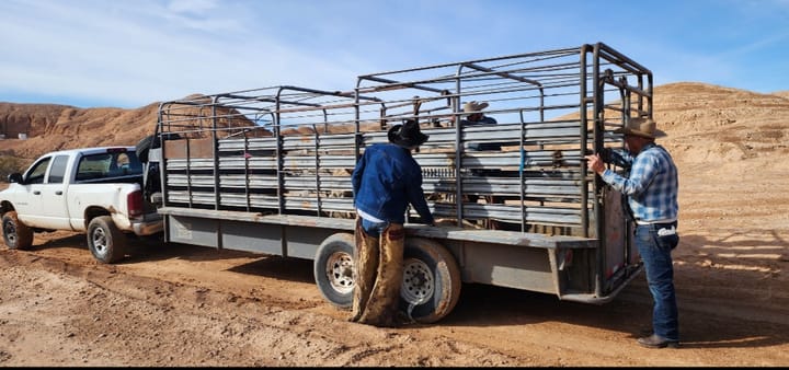 Cliven Bundy and His Cows